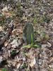 This fieldstone was at a cemetery deep in the woods high on a bluff.  There were about a dozen burials, but this one stood out because of the day lily.