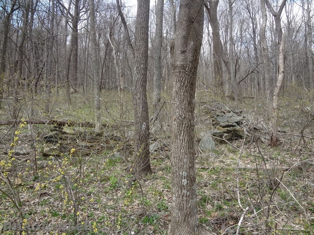 The foundation and collapsed chimney of an old log home on the side of a mountain.  It required a deep arduous climb up a overgrown, very faint road trace.  Even at a higher elevation, it is evident that surroundings are greening out and soon this will be impossible to find until winter again.