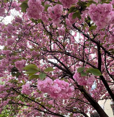 fluffy pink blossoms.jpg