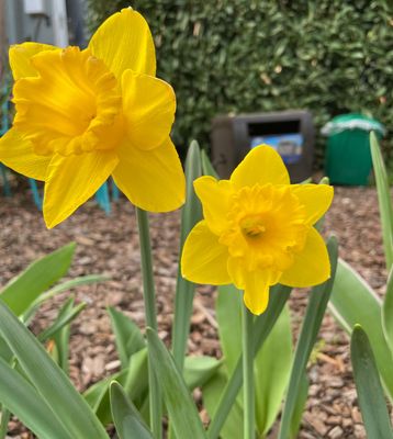 daffodils.jpg
