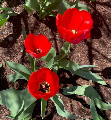 red tulips.jpg