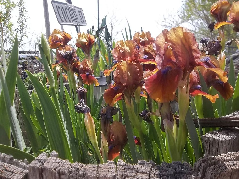 Around the farm...Easter 003.jpg