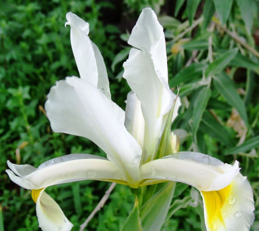 from the yard5-21 016 - Copy (Copy).jpg