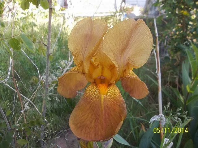 the yard_5_13 003 [640x480].jpg