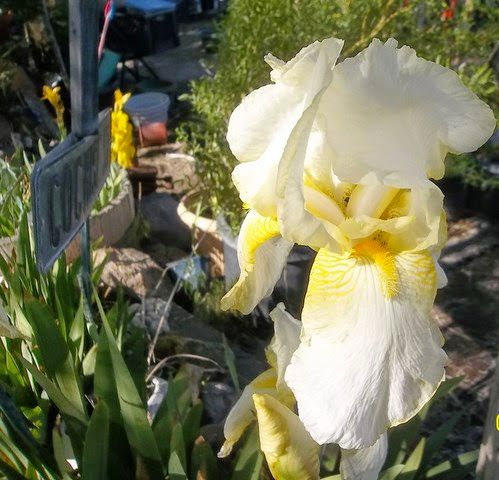 the yard_5_13 037 [640x480].jpg