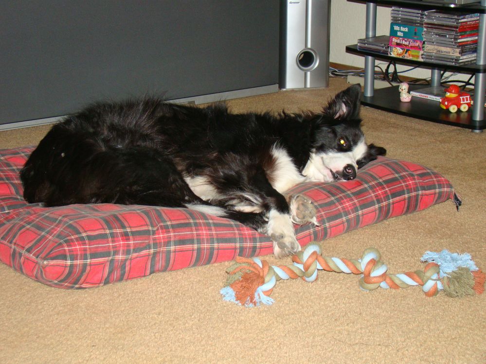 Spur, my daughters border collie.