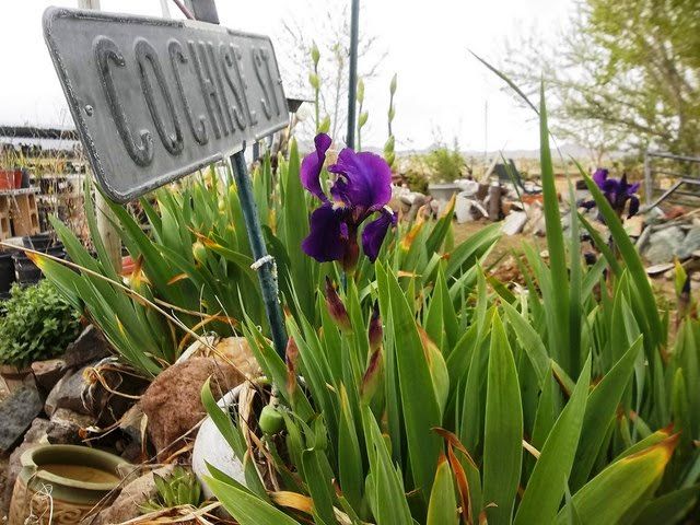 yard today 008 [640x480].jpg