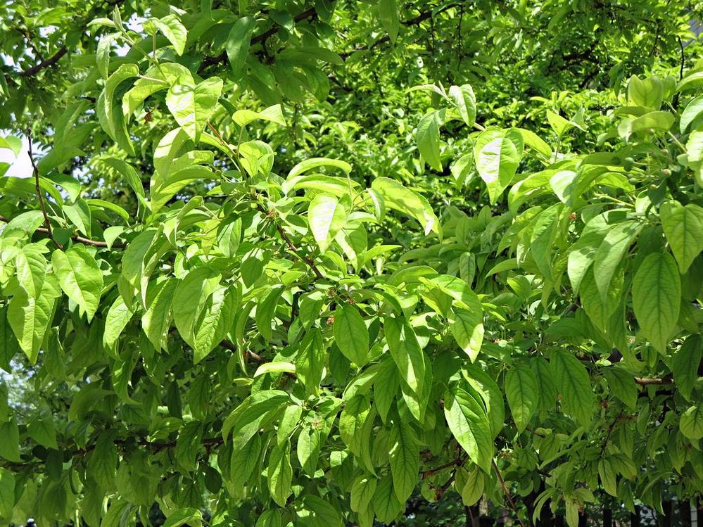 Magnolia2.2.jpg