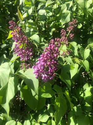 Lilacs 2.jpg