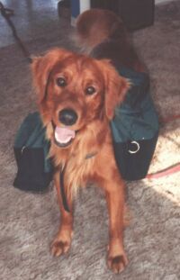 Willie ready for a hike