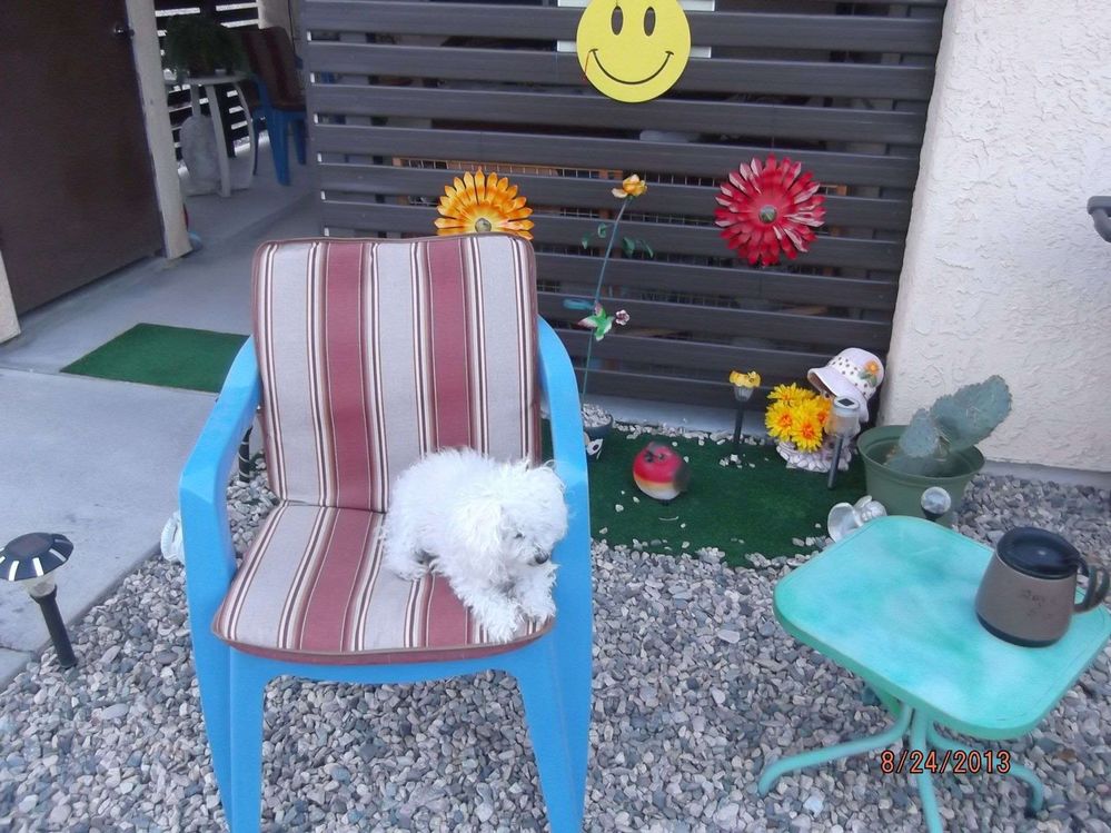 Taz in front of apt on Cashmere Dr  Havasu.jpg