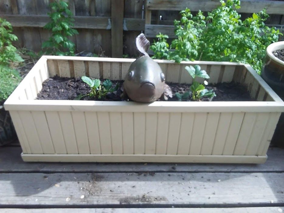 this will be a Strawberry bed