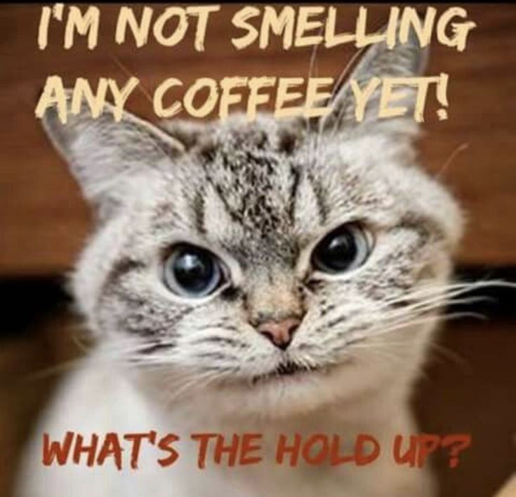 cat mad about no coffee smell.jpg