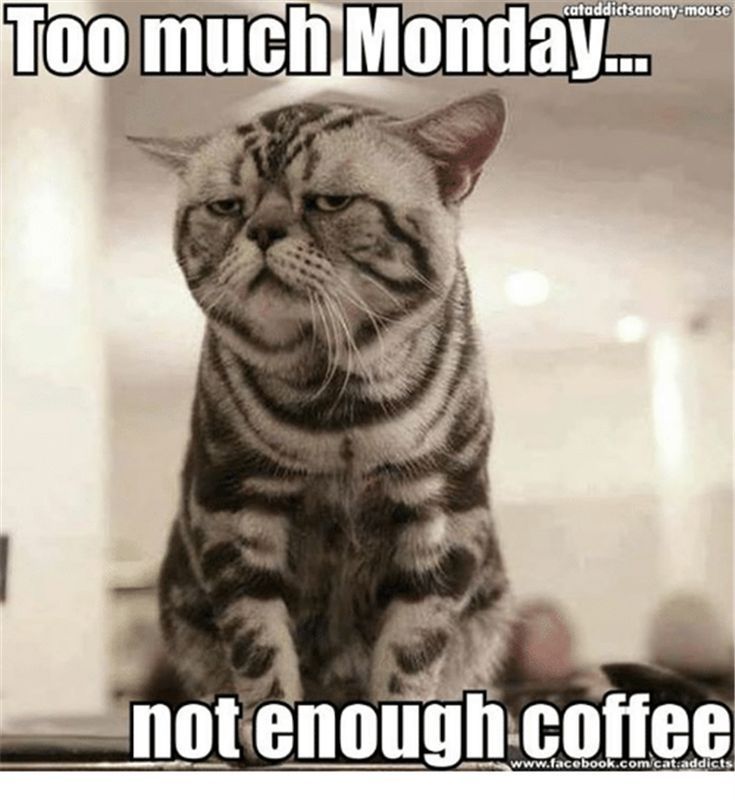 Monday cat.jpg