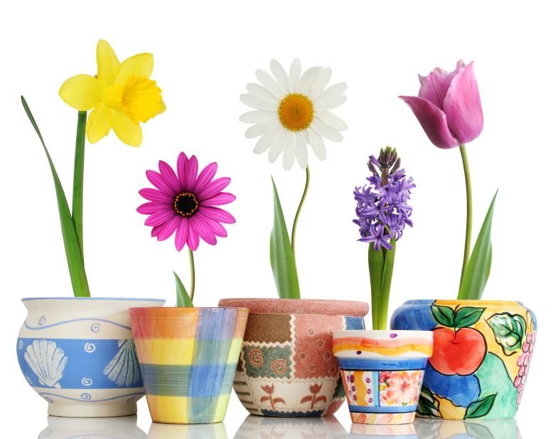 Spring Flowers in Pots.jpg