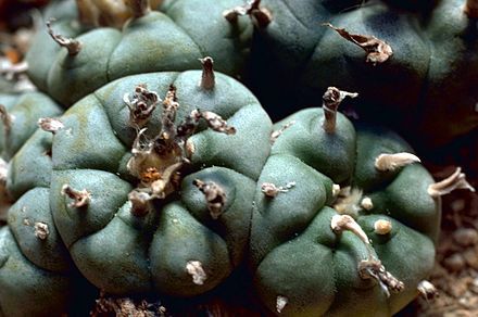 440px-Peyote_Cactus.jpg