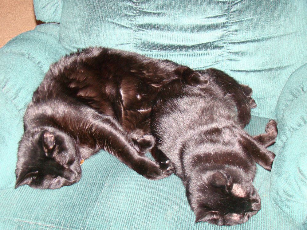 Outlaw and Max, my daughters two cats.