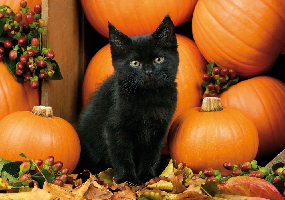 cat and pumpkins.jpg