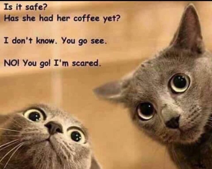 cats scared about no coffee.jpg