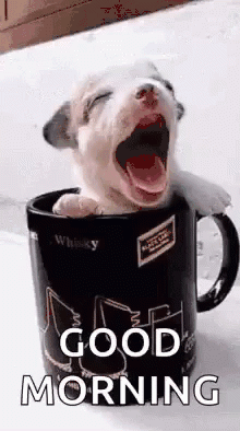 puppy in mug.gif