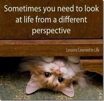 Kitty perspective.jpg