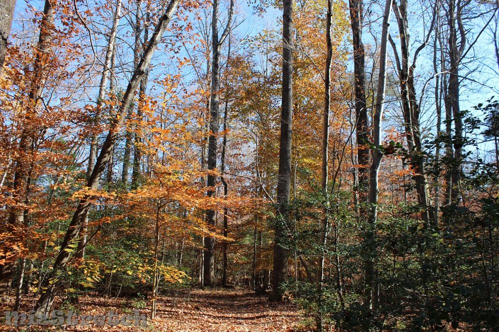 Still a dash of color late in the season