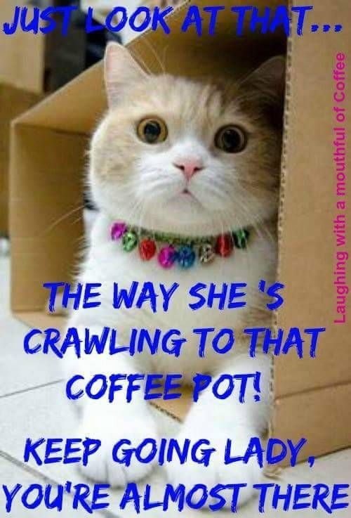 cat watching lady crawl to coffee.jpg