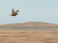 flying pheasant.jpg
