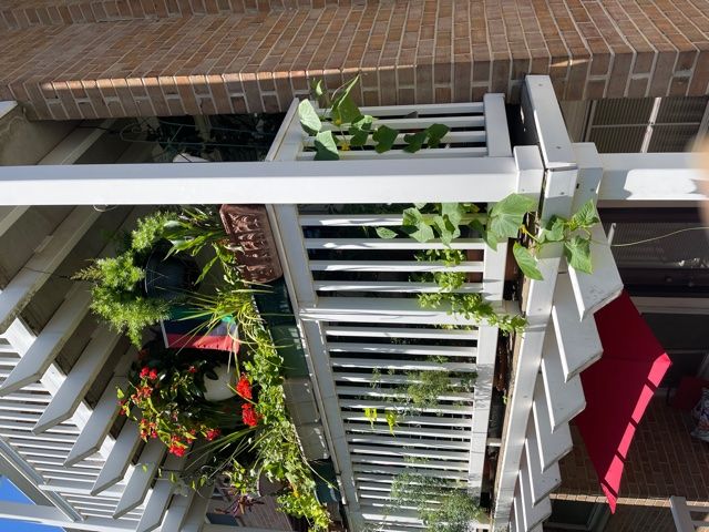 Renee's healing garden