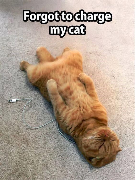 recharge cat.jpg