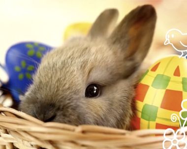 bunny in basket.jpg