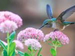 hummingbird_flower.jpg