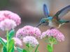 hummingbird_flower.jpg