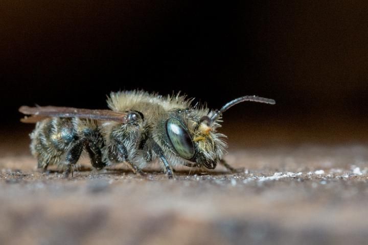 mason-bee_full_width.jpg