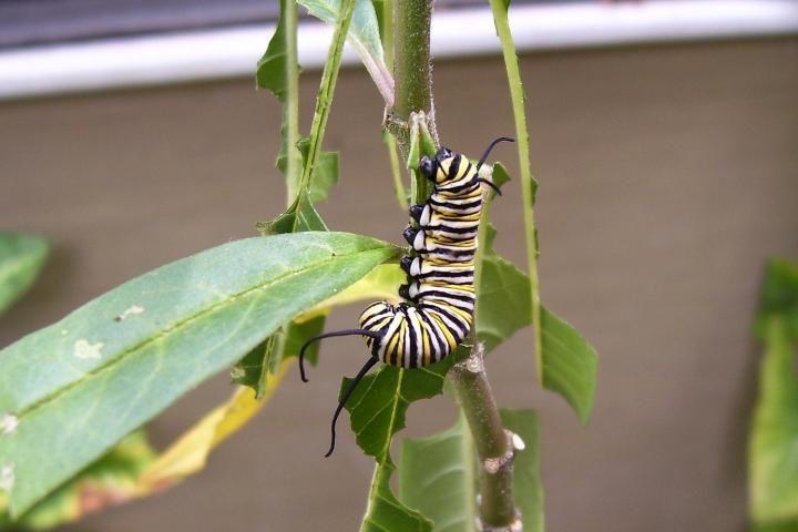 monarch-caterpillar_full_width.jpg