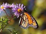 attract-butterflies-to-garden.jpg