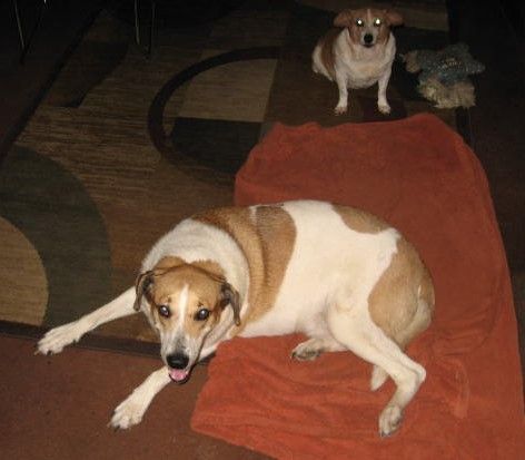 Bruce on his "blankie" with LilBit