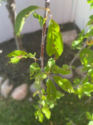 Weeping Cherry.jpg