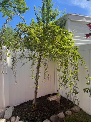 Weeping Cherry 2.jpg