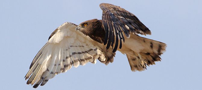 black-chested-snake-eagle.jpg