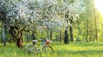 spring-blossom.jpg