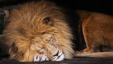 the-lion-sleeps-tonight-the-tokens.jpg