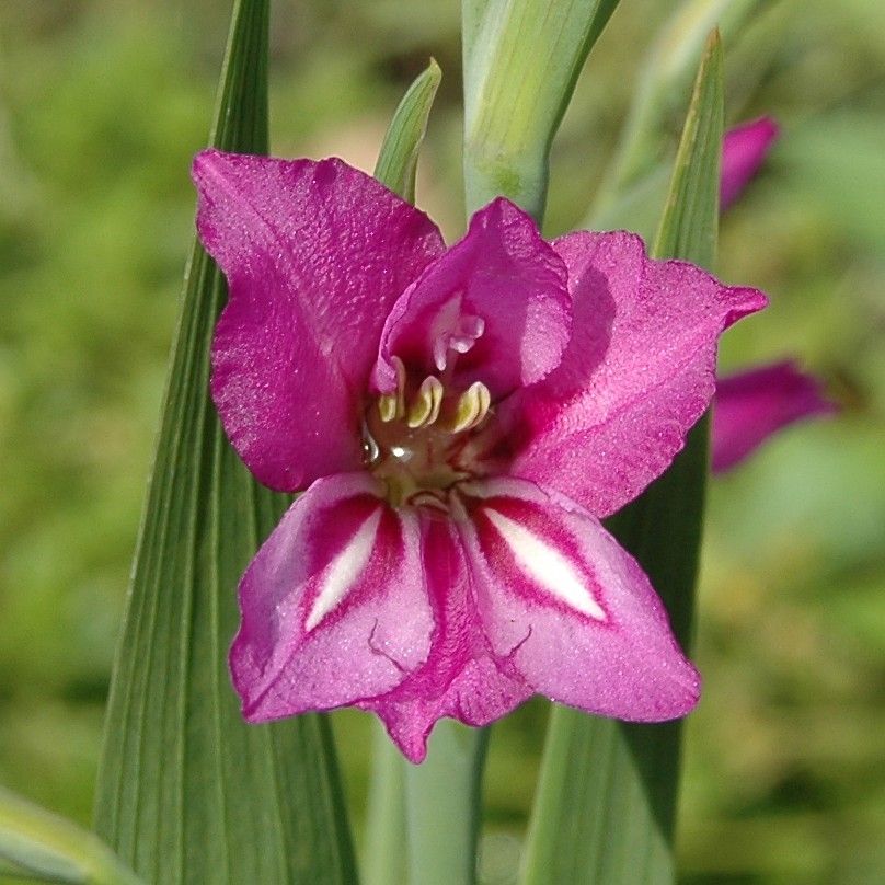 Gladiolus_imbricatus1002.jpg