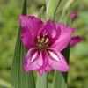 Gladiolus_imbricatus1002.jpg
