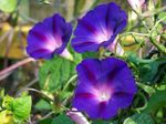 Morning-Glory-1-1024x768.jpg