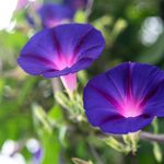 how-to-grow-morning-glories-4125567-01-4a87ac9a046945bf85c69b5fc85a4b2e.jpg
