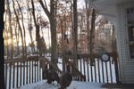 3 Turkeys 2.jpg