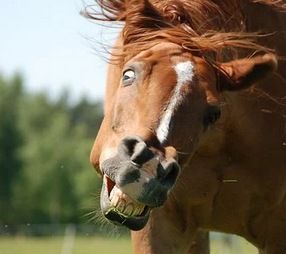 beer-for-my-horses-toby-keith-and-willie-nelson.jpg