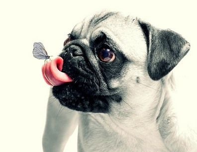 dog-butterfly-heart.jpg