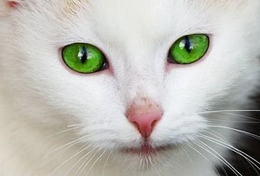 green-eyes-coldplay.jpg
